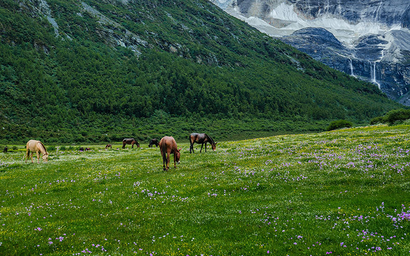 Daocheng Yading: The Last Shangri-La’s Sacred Peaks, Turquoise Lakes & Sky Burial Secrets